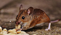 24 Hour & Emergency Exterminators in Cape Lookout National Seasho, NC